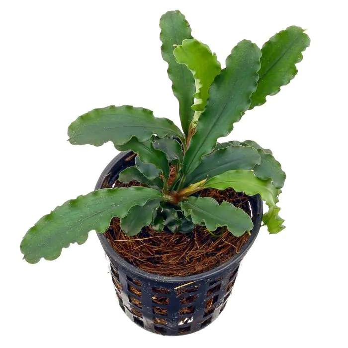 comprar Bucephalandra cf. motleyana 'Sintang' IZUさん