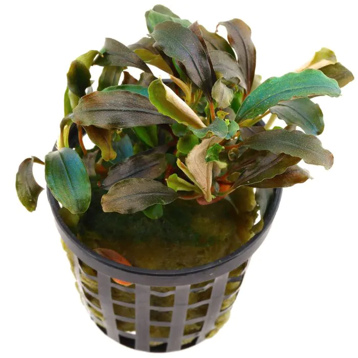 comprar Bucephalandra sp Theia