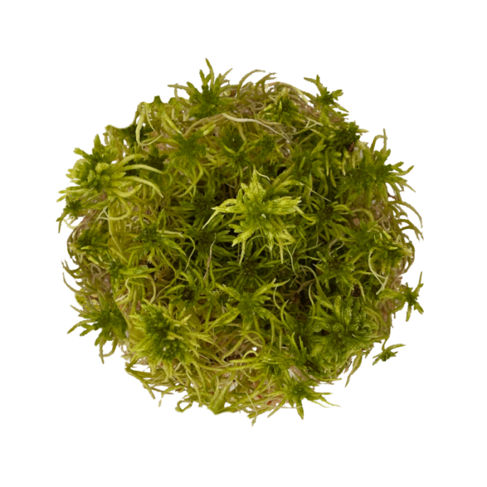 Qué es el musgo Sphagnum y cómo usarlo?