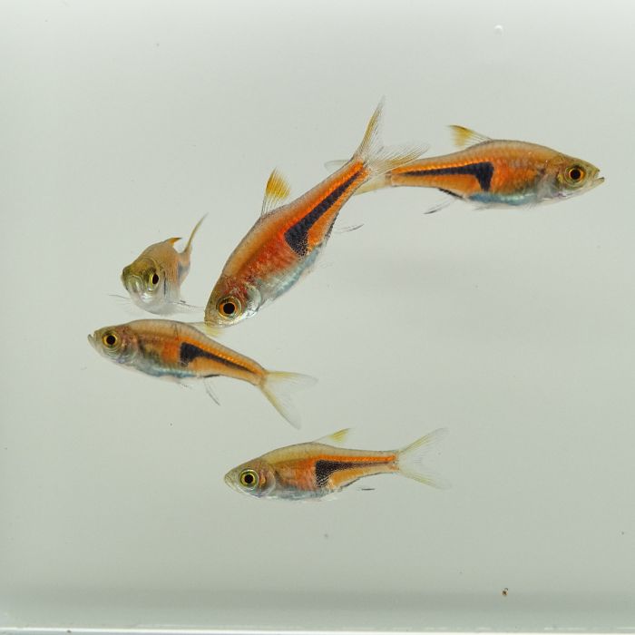 Trigonostigma spei, rasbora Arlequín espei o pez arlequín espei