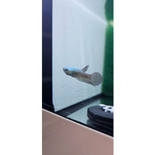 betta, halfmoon