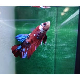 Betta BT-D14