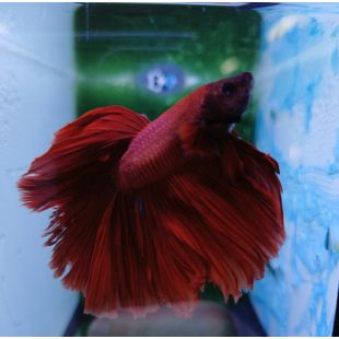 Betta BT-M13