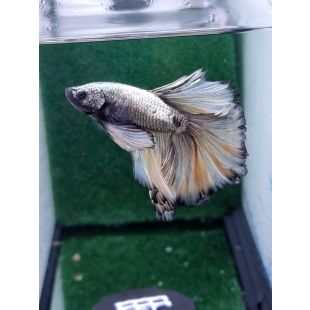 Betta BT-D11