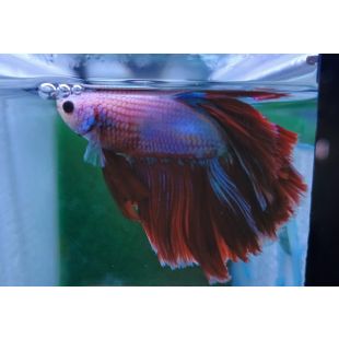 Betta BT-M7