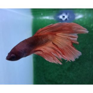 Betta BT-M2