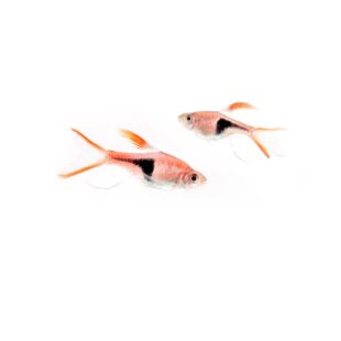 Comprar Trigonostigma heteromorpha velo o Arlequín velo en tienda online