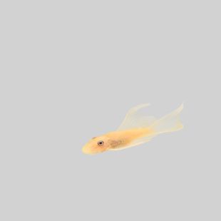 comprar L144 Ancistrus Velo acuario
