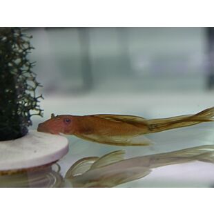 Ancistrus Super Red Velo calidad pequeños