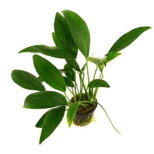 tienda online con Anubia barteri angustifolia para envío seguro