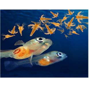 nauplios de artemia crías de peces van a comer