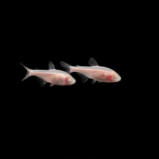 Astyanax jordani - Tetra ciego