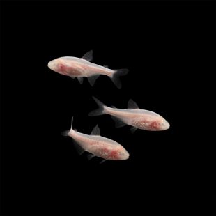 Astyanax jordani - Tetra ciego