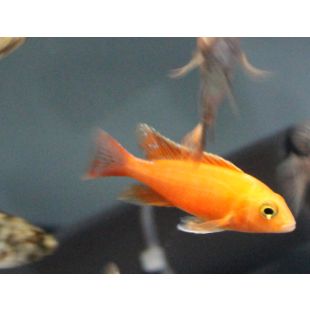 tienda online Aulonacara sp. Fire fish