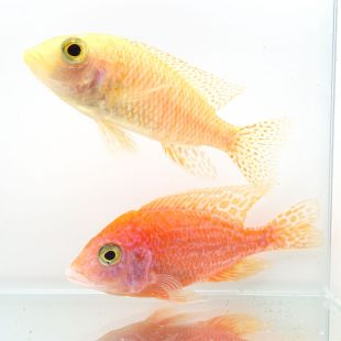 Comprar online Aulonocara sp. Fire fish