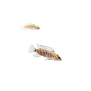 Badis badis (Pez camaleón o Badis azul)