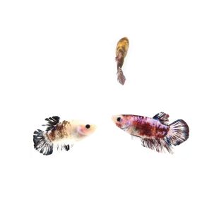 Betta splendens hembra acuario betta HalfMoon comprar peces online