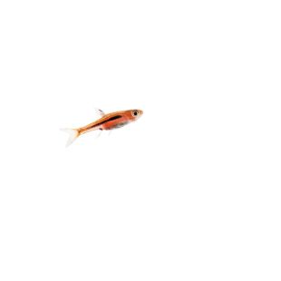 Boraras brigittae o Rasbora mosquito