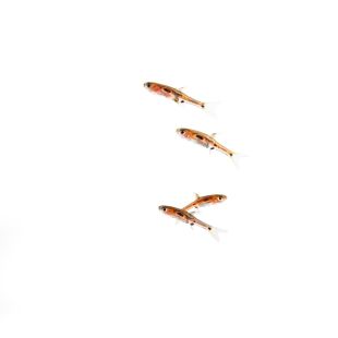 Boraras merah o Rasbora diamante