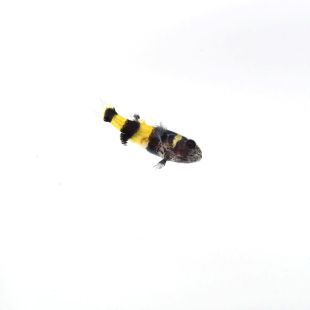 Comprar Brachygobius doriae online (gobio abeja o avispa)