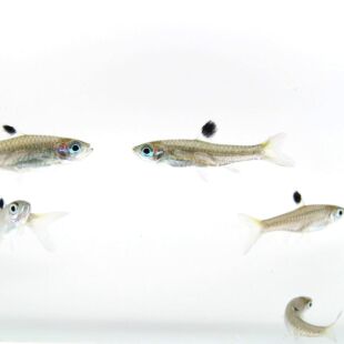 Brevibora dorsiocellata o Rasbora aleta punteada