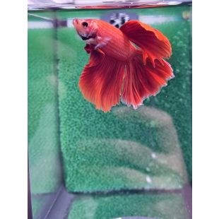 Betta BT-M1