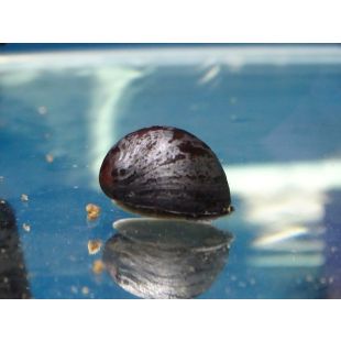 Neritina pulligera, coomprar caracoles de acuario Casco antracita (Dark Helmet) 