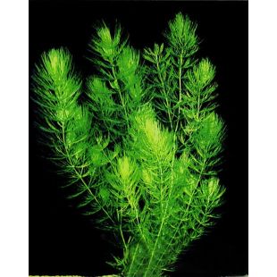 comprar plantas oxigenadoras Ceratophyllum demersum planta para estanque Cola de zorro