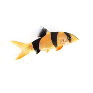 Venta botia payaso grande por internet Chromobotia Macracanthus