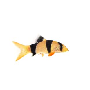 Venta botia payaso por internet Chromobotia Macracanthus
