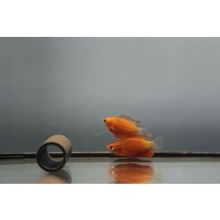 comprar Trichogaster chuna online Chuna roja