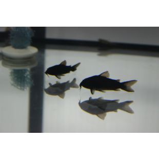 corydora negra venezolana, comprar cory negra