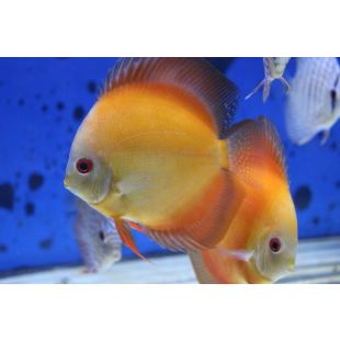 disco Golden diamond acuario online con envíos seguros