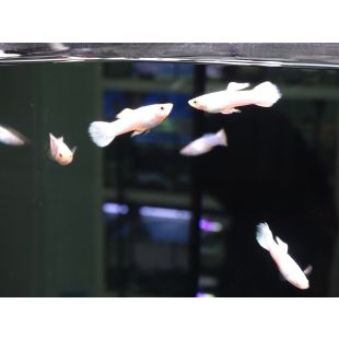 comprar guppys por internet Platinium Snow White