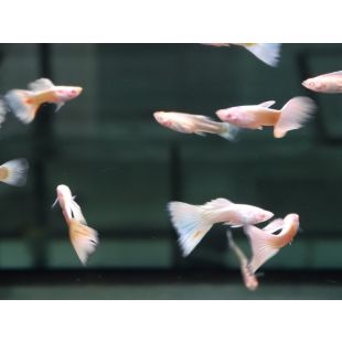 Guppys Blancos albinos Platinium Pzes