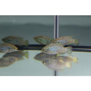 Hemicromis bimaculatus, comprar pez Joya brillante
