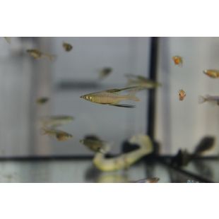 Iriatherina Werneri comprar peces Arcoiris por internet