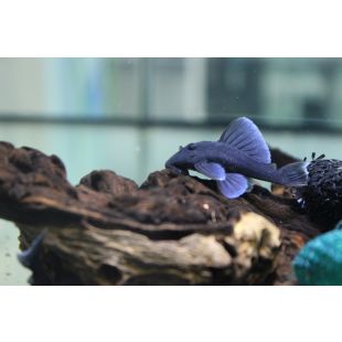 Baryancistrus beggini L239 Panaque Azul en acuario loricariods online