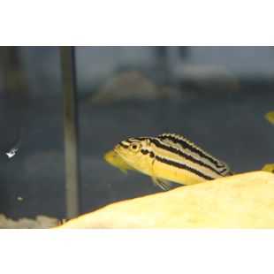 encontrar Melanochromis Auratus comprar Mbuna dorado en Pzes