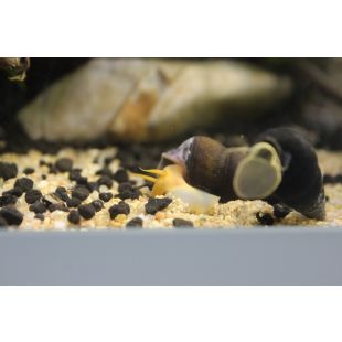 comprar Tylomelania Caracol Conejo naranja
