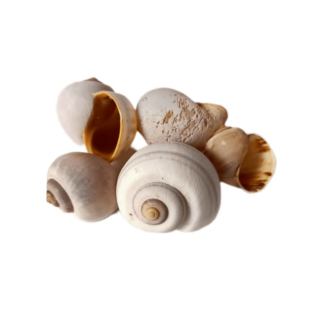 Lote de 5 conchas de caracol Pila globosa para cíclidos africanos conchícolas