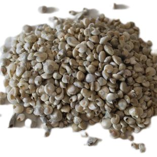 100 gramos de conchas del caracol Umbonium vestiarium