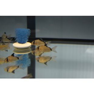 coridora metae, corydoras metae, cori bandido internet