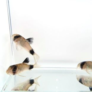 Corydora Panda en tienda online