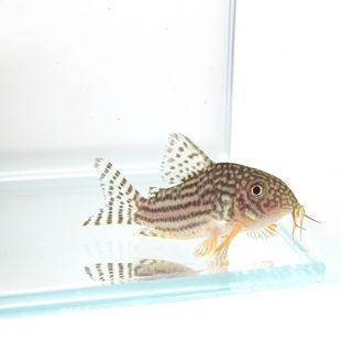 Corydoras sterbae o corydora Esterbai en tienda online 