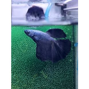 betta halfmoon mariposa azul