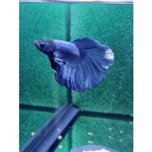 betta halfmoon mariposa azul