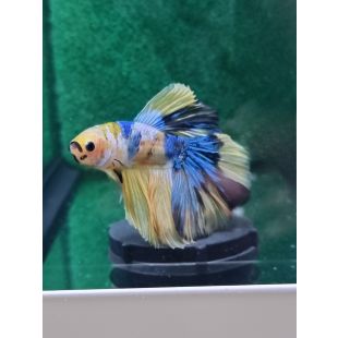 betta halfmoon mariposa azul