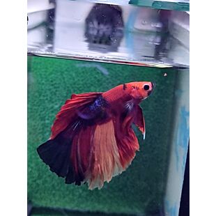 betta halfmoon mariposa azul