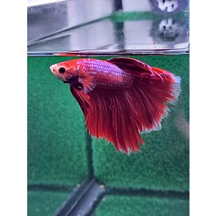 betta halfmoon mariposa azul